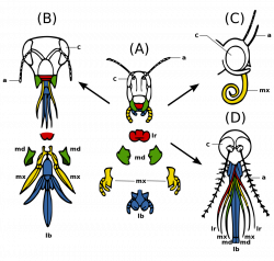Insect morphology - Wikiwand