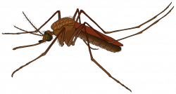 File:Mosquito female.svg - Wikipedia