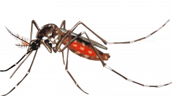 Mosquito PNG Background Image | PNG Mart