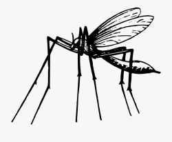 Mosquito - Mosquito En Blanco Y Negro #1847789 - Free ...