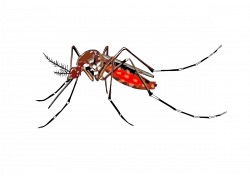 Mosquito Cliparts | Free download best Mosquito Cliparts on ...