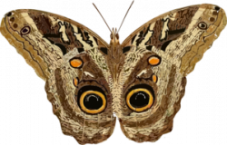 Moth Clip Art at Clker.com - vector clip art online, royalty free ...