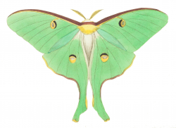 Luna Moth Public Domain Clipart | Luna Moth | Pinterest | Moth ...