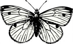 Moth Clipart | Clipart Panda - Free Clipart Images
