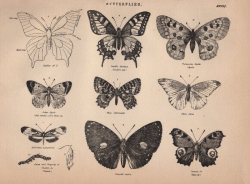 Free Clip Art : Vintage Butterflies | The Graphics Fairy ...