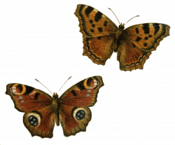 Brown Butterflies transparent PNG - StickPNG