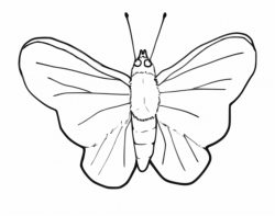 Stroke Drawing Butterfly - Moth Clipart Black And White Free ...