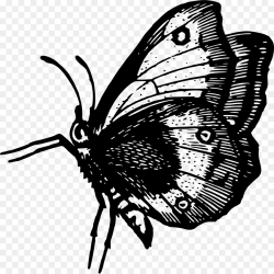 Butterfly Black And White clipart - Butterfly, Wing ...