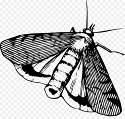 Butterfly Black And White png download - 1280*1195 - Free ...