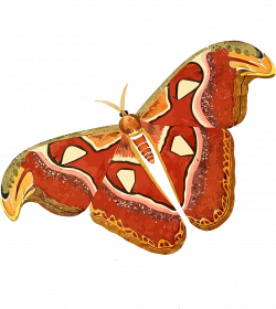 Clipart - Atlas moth - Attacus atlas