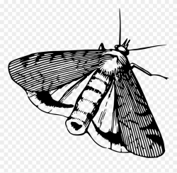 Big Image - Moth Black And White Clip Art - Png Download ...