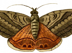 Moth Clipart - Free Clipart on Dumielauxepices.net