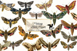 Vintage Moths Clipart, vintage antique moth clip art illustrations, instant  download moth clipart commercial use, insect and moth graphics