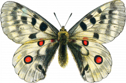 butterfly_PNG1036.png | Printable images | Pinterest | Butterfly ...