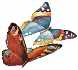 Vintage Butterfly No Back Facing Left | Free Images at Clker.com ...