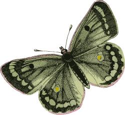 OnlineLabels Clip Art - Green Butterfly