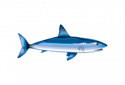 Free photo Fish Wild Sea Shark Underwater Aquatic Nature - Max Pixel