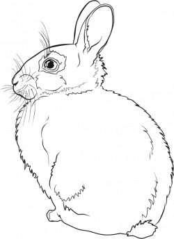 Clipart - Rabbit Line Art