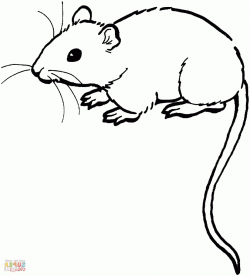 15 Mouse drawing for free download on Ayoqq cliparts