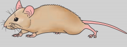 Field mouse clipart - Clip Art Library