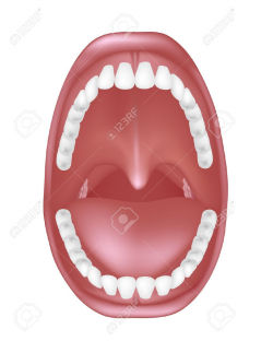 throat: Mouth anatomy | Clipart Panda - Free Clipart Images
