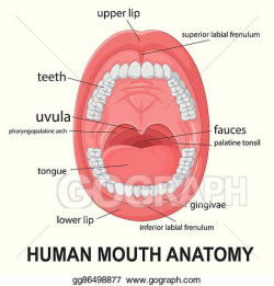 Vector Clipart - Human mouth anatomy. Vector Illustration ...