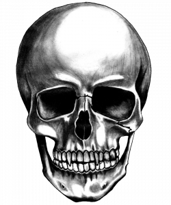 Skull PNG Images – The Symbol of Death | PNG Only