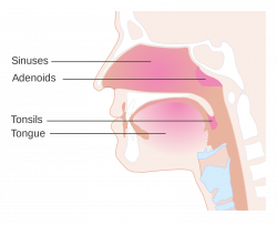 Adenoids Image collections - human anatomy organs diagram