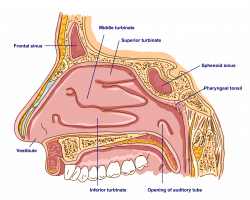 Anatomy Of Nose Turbinates – Lifeinharmony