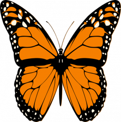 Images Of Animated Butterflies Animated Butterfly Flying Clipart Best