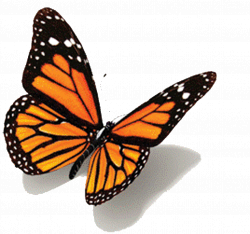 Animated Images Of Butterfly All Non Animated Butterflies Random ...