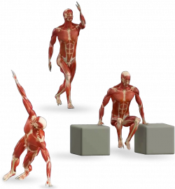 iMuscle Home – 3D4Medical