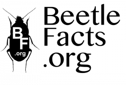 Beetle Bites – Heteroceridae: the Variegated Mud | BeetleFacts