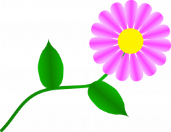 Fuchsia Daisy Flower Plant Pink transparent image | Flower ...