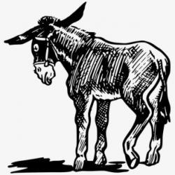 Donkey Mule Pack Animal Farm Animal Domestic - Black And ...
