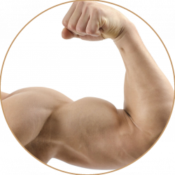 Muscle PNG Image - PurePNG | Free transparent CC0 PNG Image Library
