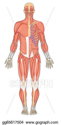 Stock Illustration - Human muscles anterior. Clipart ...