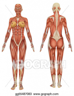 Drawing - Front and rear view of female muscular anatomy ...