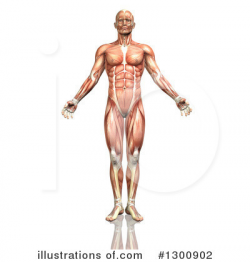 Anatomy Clipart #1300902 - Illustration by KJ Pargeter