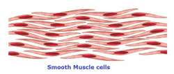 Muscle Tissue Drawing | Free download best Muscle Tissue ...