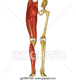 Stock Illustration - Skeleton and muscles of legs. Clip Art ...