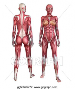 Stock Illustration - Human muscular system . Clip Art ...