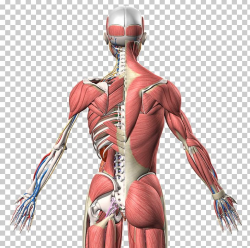 Muscle Homo Sapiens Human Anatomy Human Back PNG, Clipart ...