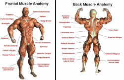 Interactive Muscle Anatomy Back Muscle Clipart Clipart Kid ...