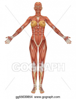 Clipart - Front view of the female muscular anatomy. Stock ...