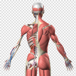 Muscle Homo sapiens Human anatomy Human back, arm ...