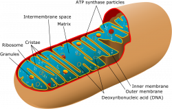 Mitochondrial myopathy - Wikipedia