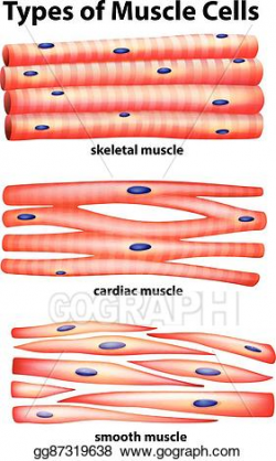 Vector Illustration - Diagram showing types of muscle cells ...