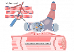 Neuromuscular Junction Structure