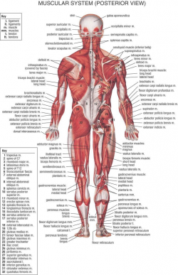 Muscle System Diagram . Muscle System Diagram Anatomy ...
